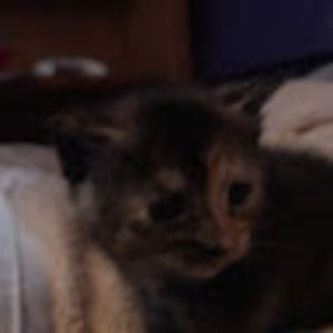 Meet your Posher, Jennie